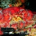 crab_reef_nr_h_0705_png0990.jpg